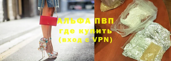 стаф Алзамай