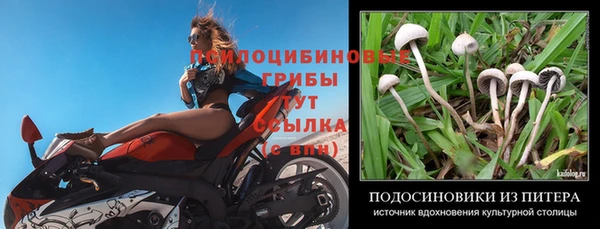 стаф Алзамай